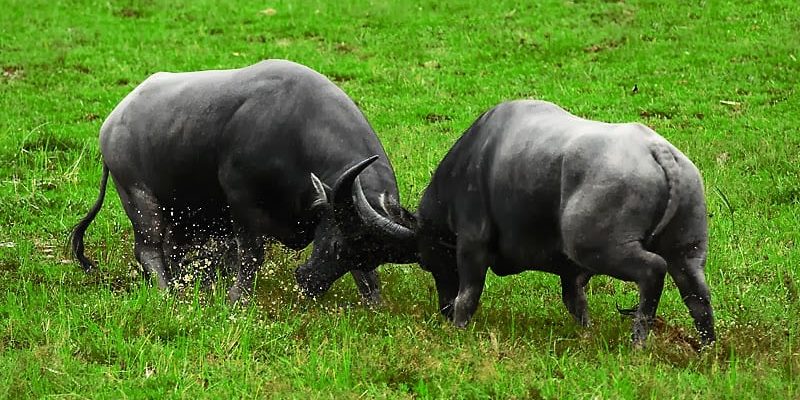 Chiêm bao thấy con trâu đánh con gì? giải mã giấc mơ thấy trâu