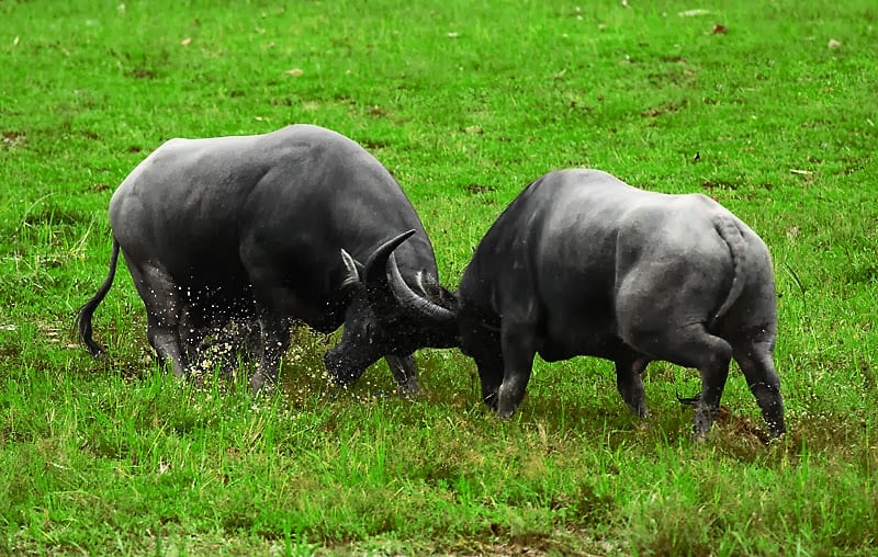 Chiêm bao thấy con trâu đánh con gì? giải mã giấc mơ thấy trâu